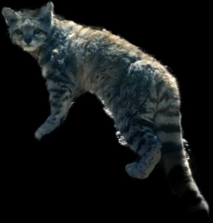 Andean Mountain Cat