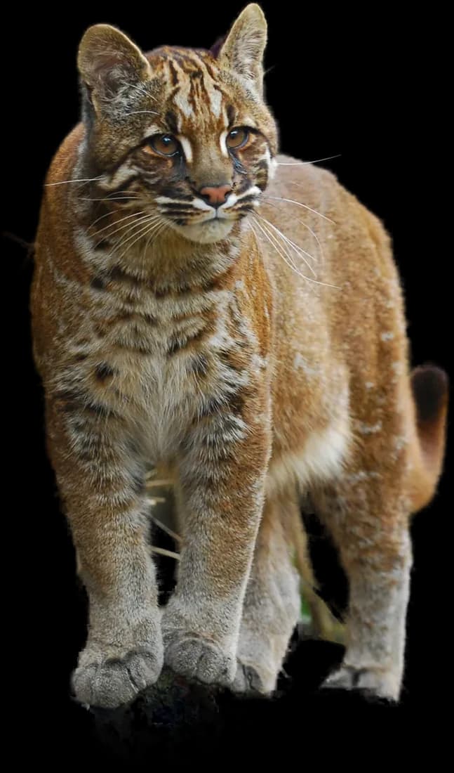 Asian Golden Cat
