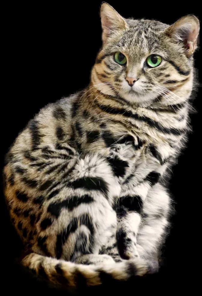 Black-footed Cat