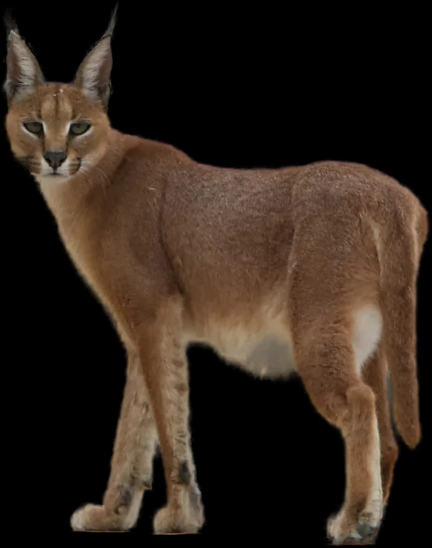Caracal