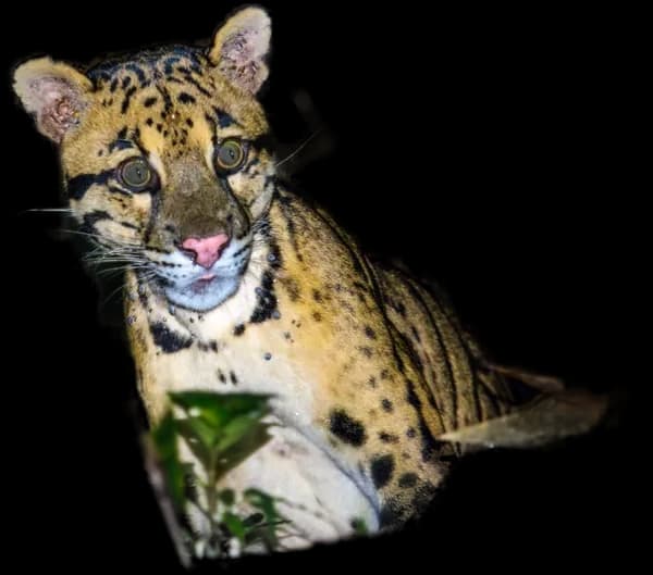 Clouded Leopard