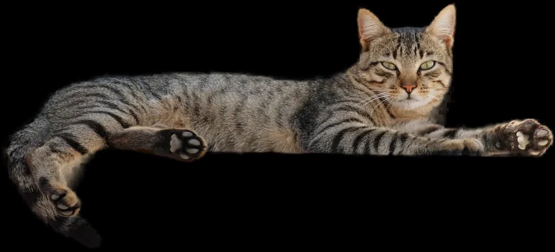 House Cat