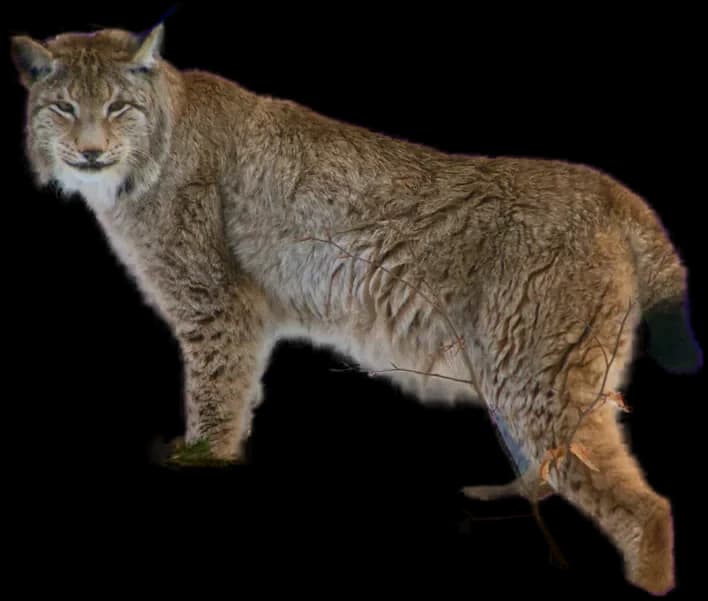 Eurasian Lynx