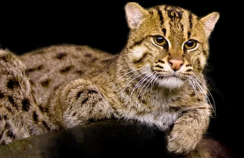 Fishing Cat
