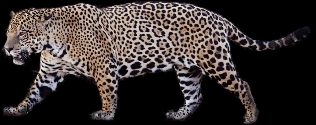 Jaguar