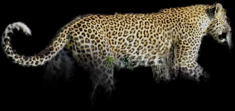 Leopard