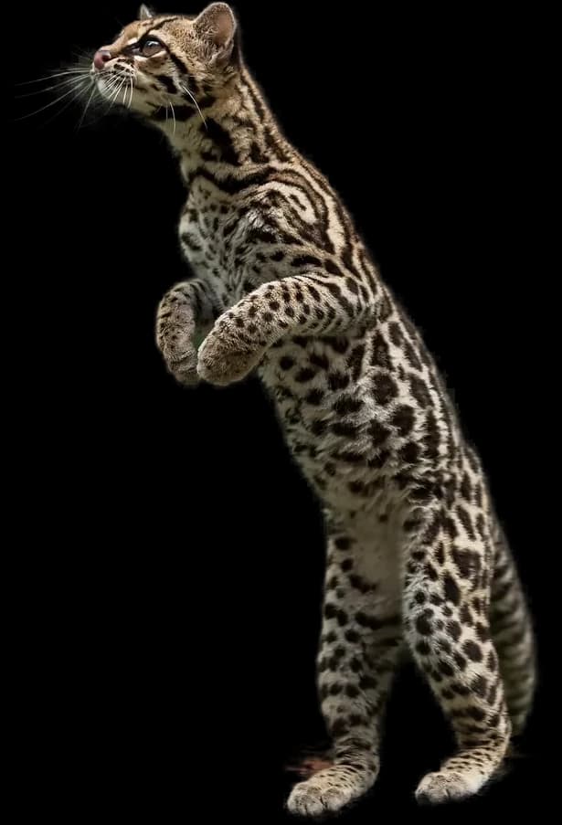 Margay