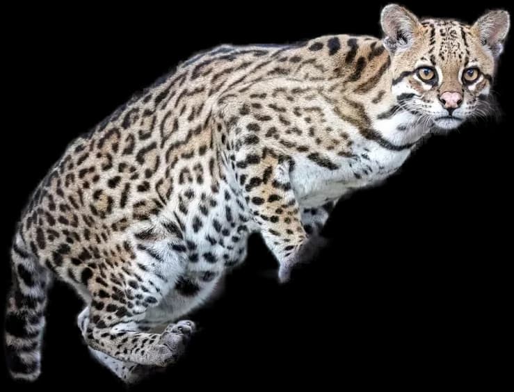 Ocelot