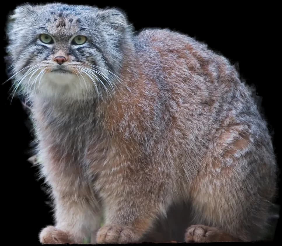 Pallas's Cat