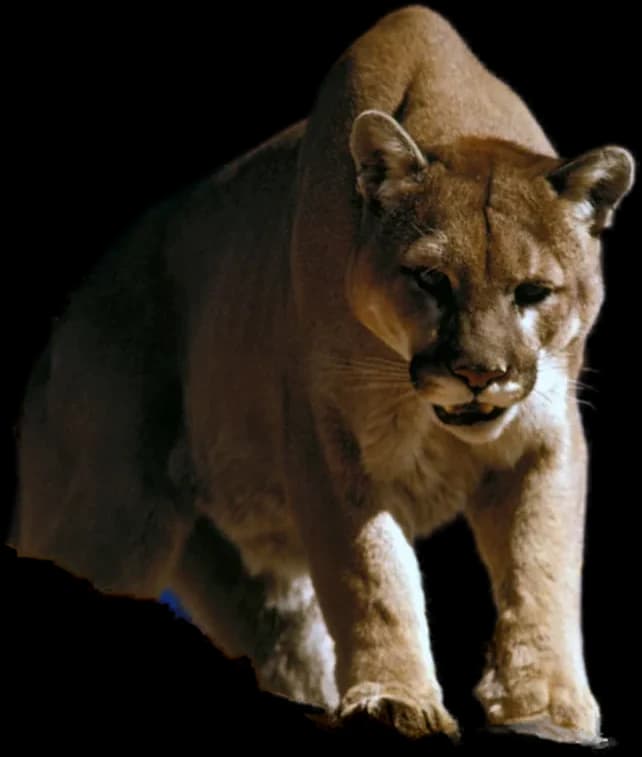 Puma