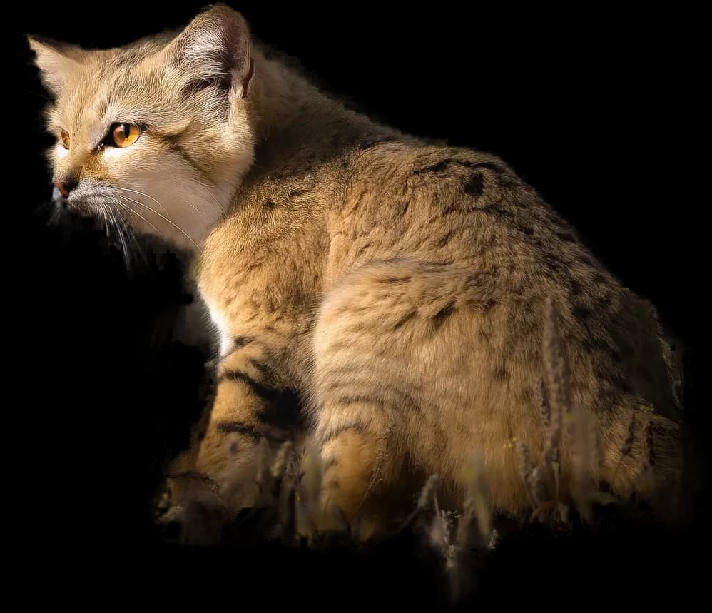 Sand Cat