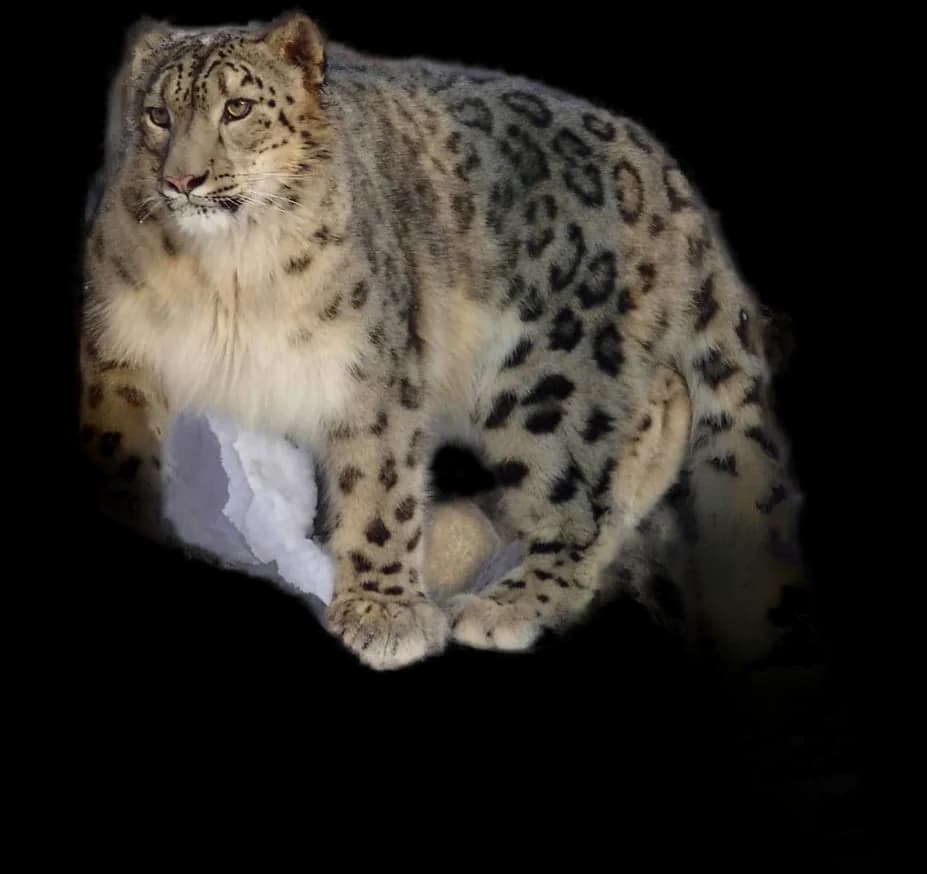 Snow Leopard